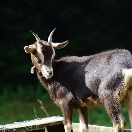 Nyaraló Kanzlersgrund *